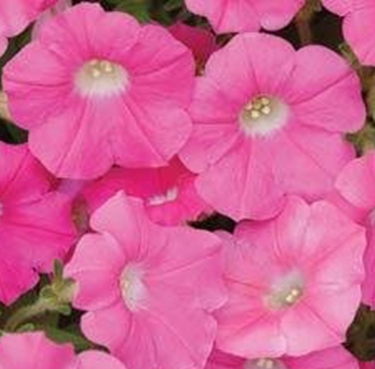 петуния  ампельная гибридная  Petunia  х  hibrida